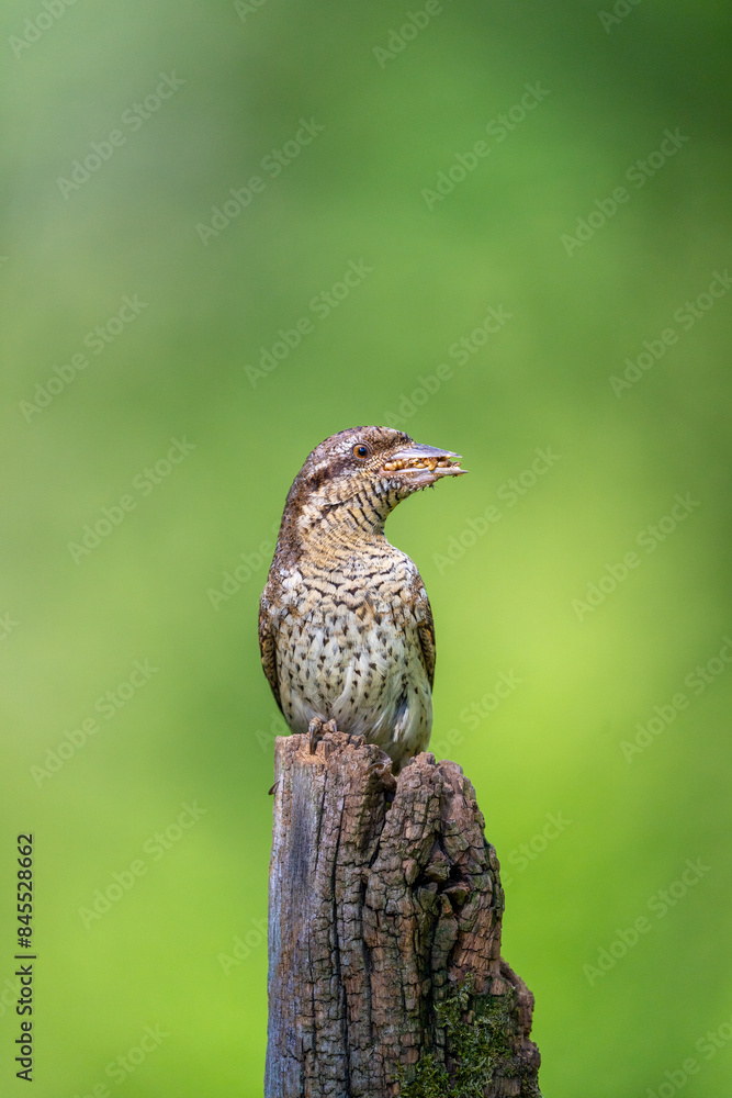 Fototapeta premium Eurasian wryneck