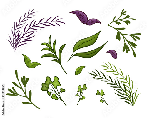 Set vector greenery. Parsley, bay leaf, rosemary, dill, basil, mint, lemongrass, melissa, tea, anise