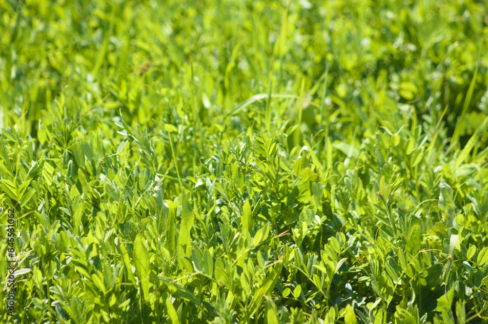 Closeup of vivid green common vetch plants with selective focus on foreground Closeup of vivid green common vetch plants with selective focus on foreground
