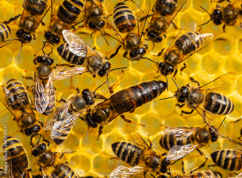 Young queen bee surrounded by bees. Queen bee the mistress of the colony of bees. © The physicist