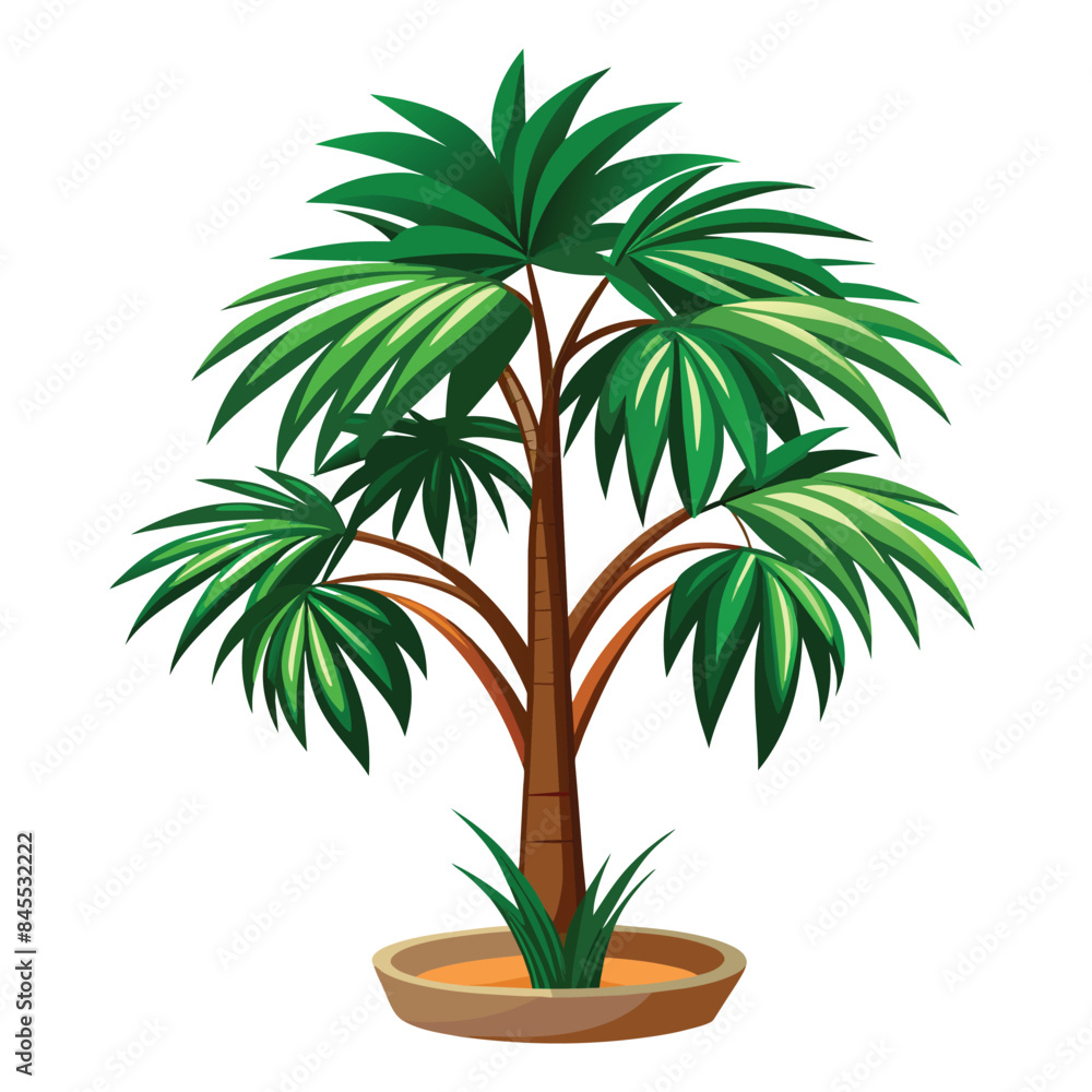 Obraz premium palm plant white background 