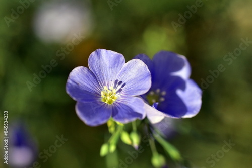 Nahaufnahme einer Flachblüte