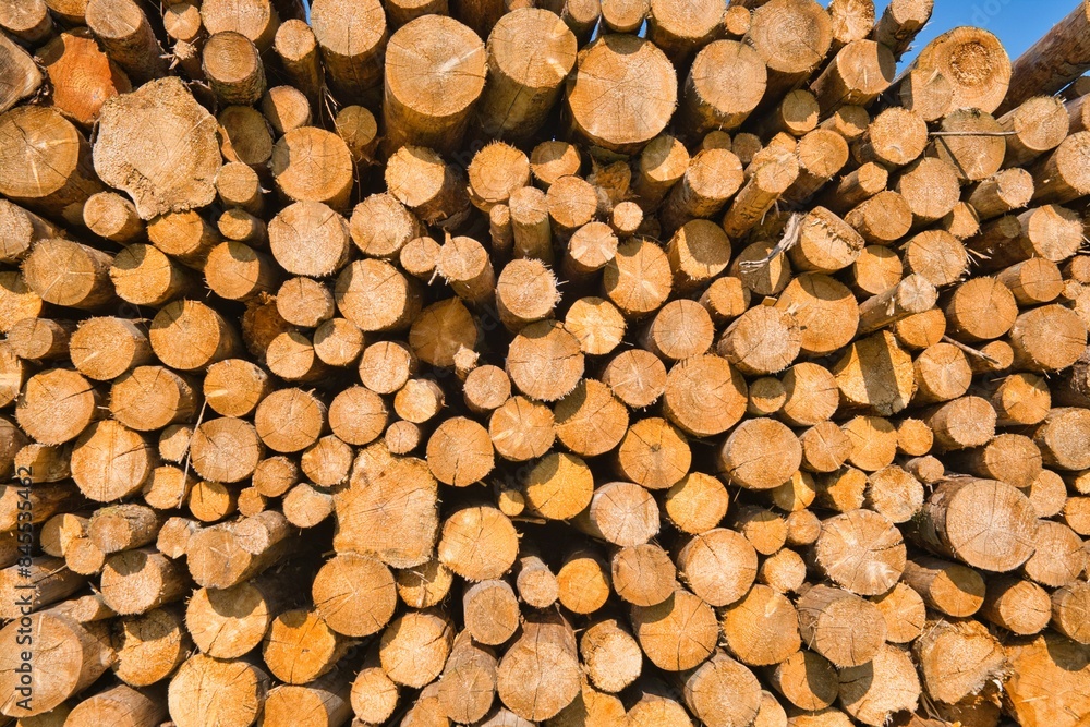 high stacked logs, timber industry, close-up high stacked logs, timber industry, close-up