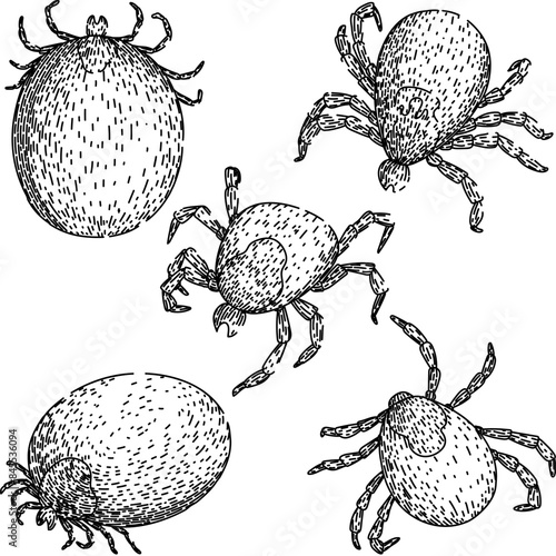 tick set hand drawn. mite bite, parasite animal, bed bedbug tick vector sketch. isolated black illustration