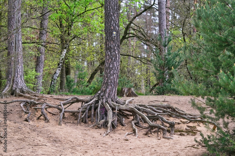 mysterious unearthly tree roots on sandy soil mysterious unearthly tree roots on sandy soil