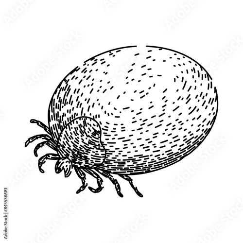 bug tick hand drawn. insect lyme, mite bite, parasite animal bug tick vector sketch. isolated black illustration