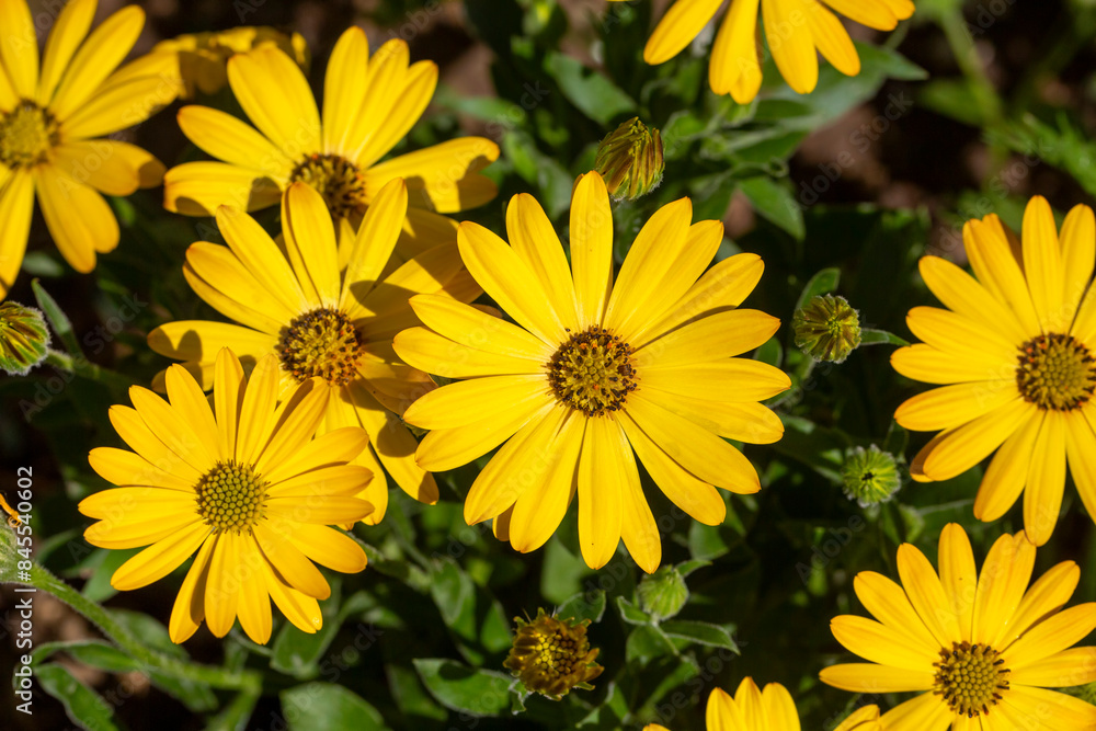 Fototapeta premium Osteospermum is a genus belonging to the Asteraceae family.