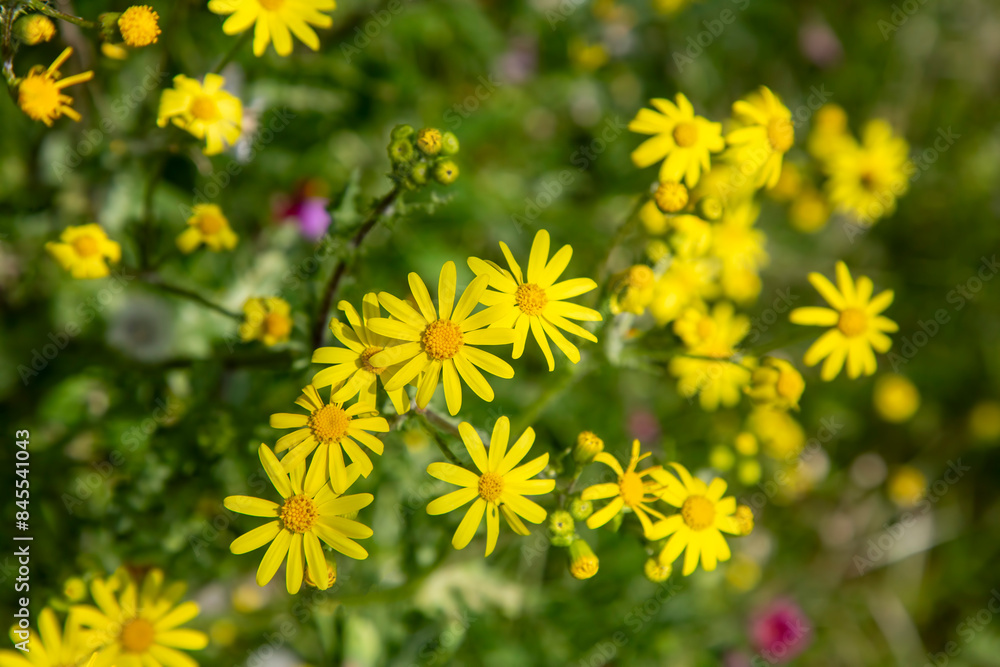 A plant species from the flora of Turkey. Scientific name; Senecio vernalis.