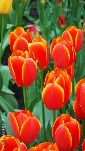 red and yellow tulips