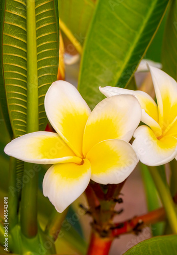 Plumeria is a genus of the ...