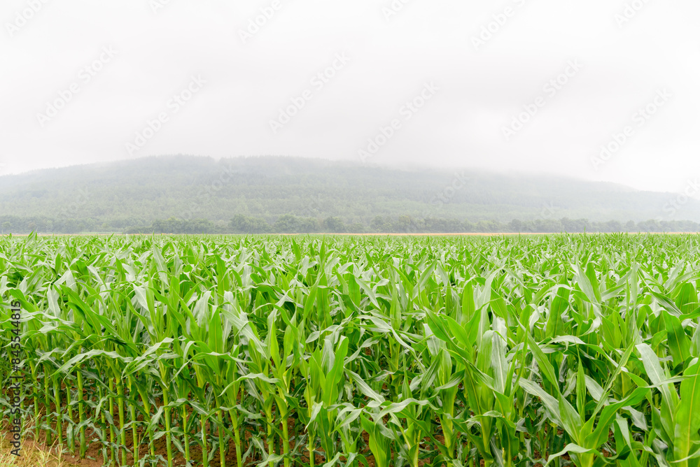 Corn field on a foggy summer day. A forested hill shrouded in fog is in background. Corn field on a foggy summer day. A forested hill shrouded in fog is in background.