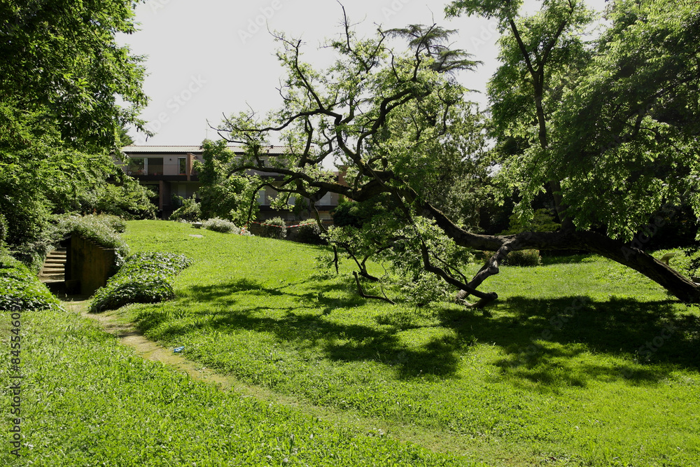View of a large fallen tree of Treves park in Padua, Italy View of a large fallen tree of Treves park in Padua, Italy