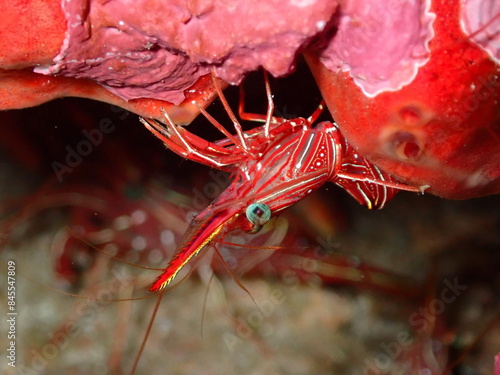 Camel shrimp, Rhynchocinetes durbanensis, in the Andaman Sea, Thailand photo