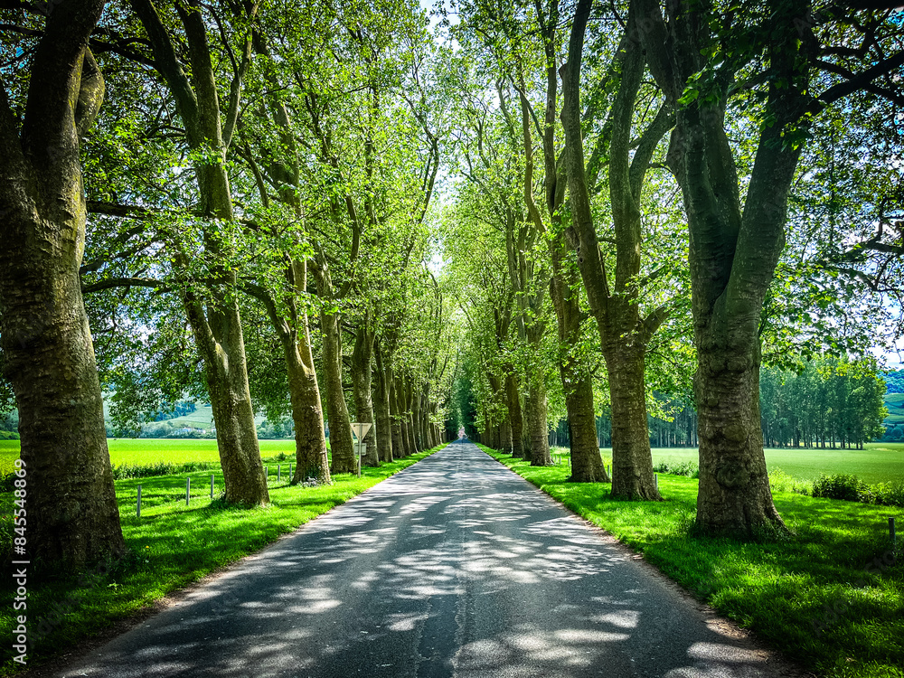 Tree-lined avenue in the French countryside Tree-lined avenue in the French countryside