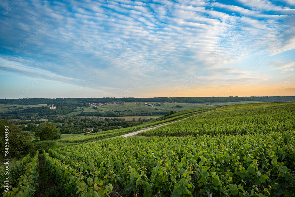Fototapeta premium Vineyards at sunset in the Champagne region of France