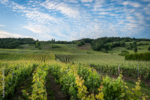 Vineyards at sunset in the Champagne region of France