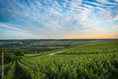 Vineyards at sunset in the Champagne region of France