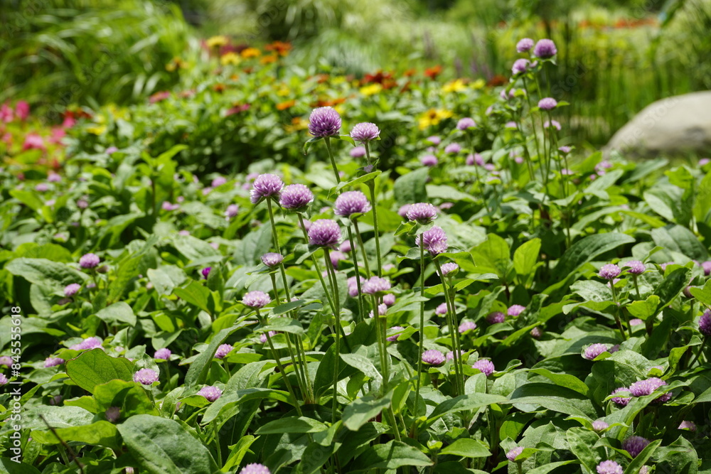 The flowers in the park are beautiful. The flowers in the park are beautiful.