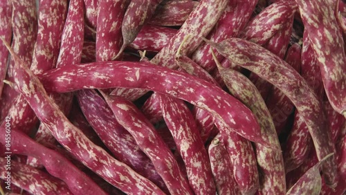 Wallpaper Mural Cranberry beans. Fresh Organic Borlotti bean pods. Stylish modern food background. Magenta color. Creative foodstuff image. Grocery, dietary backdrop. Advertising, trendy magazine publication. Border Torontodigital.ca