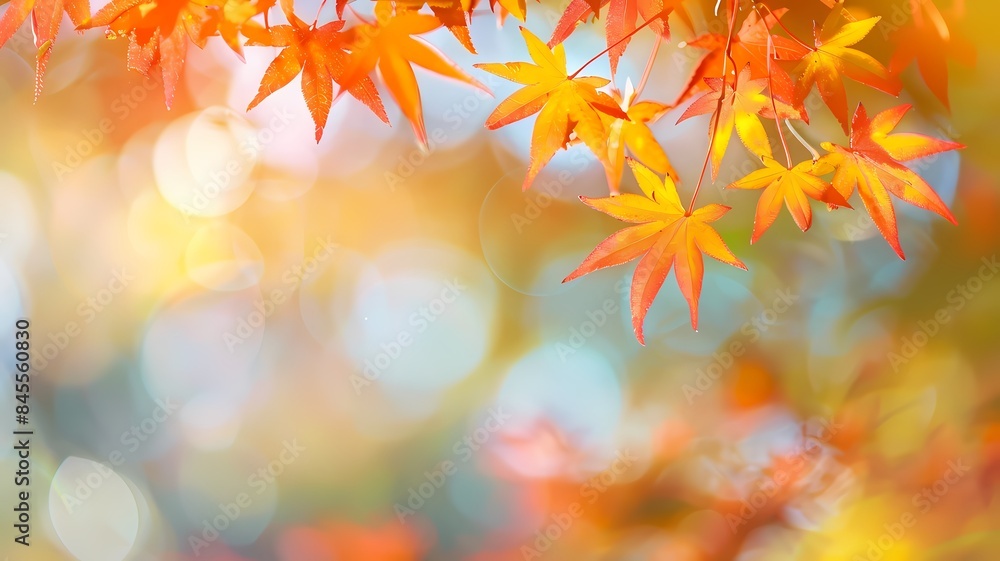 maple leaves with soft focus light and bokeh background maple leaves with soft focus light and bokeh background