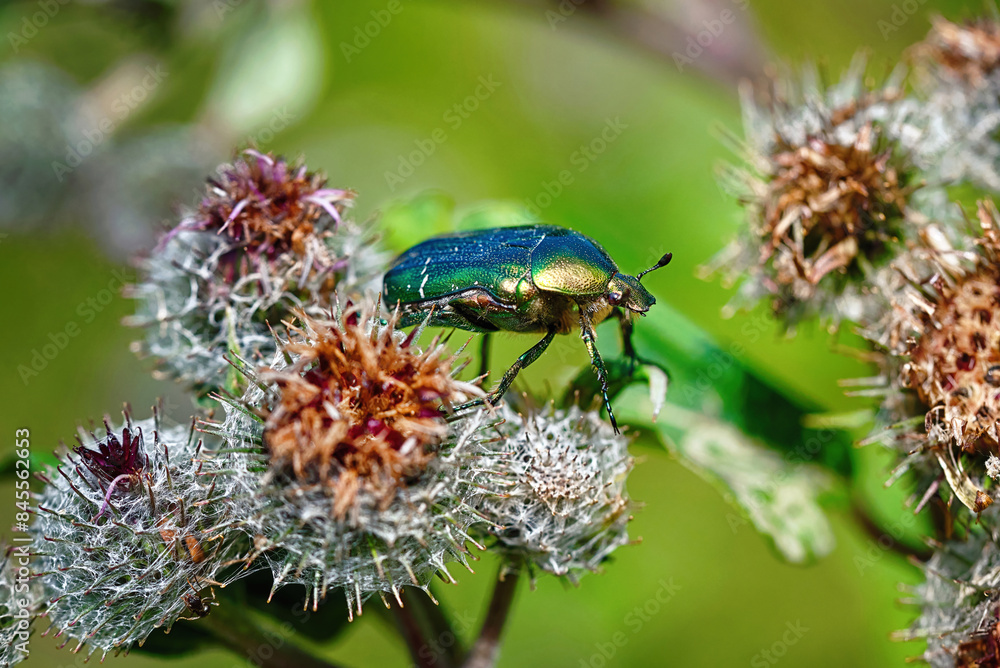Green rose chafer ( latin Cetonia aurata ) on prickly heads of burdock flowers. Cetonia aurata, beetle that has metallic structurally coloured green scutellum Green rose chafer ( latin Cetonia aurata ) on prickly heads of burdock flowers. Cetonia aurata, beetle that has metallic structurally coloured green scutellum