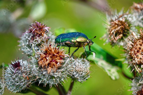 Fotografija Green rose chafer ( latin Cetonia aurata ) on prickly heads of burdock flowers