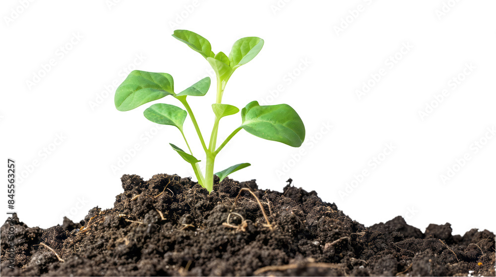 A small plant sprout growing from soil is captured in a photograph, isolated on a transparent background. A small plant sprout growing from soil is captured in a photograph, isolated on a transparent background.