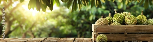 The wooden box is full of fresh durian, with green leaves and trees in the background