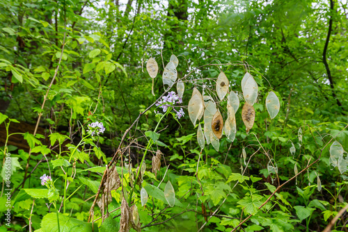 In spring, Lunaria rediviva blooms in the wild in the forest photo