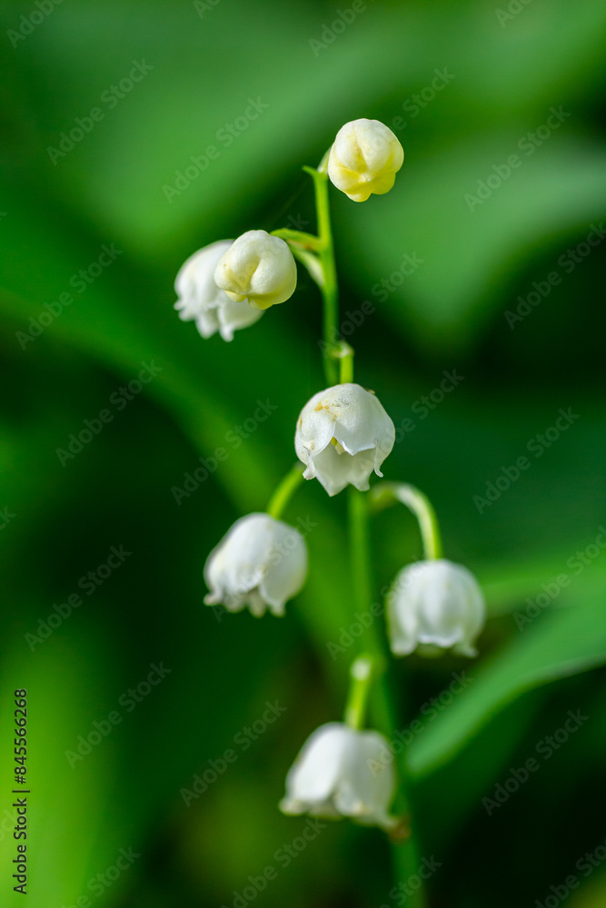 Convallaria majalis. Lily of the valley blooming in the spring forest Convallaria majalis. Lily of the valley blooming in the spring forest