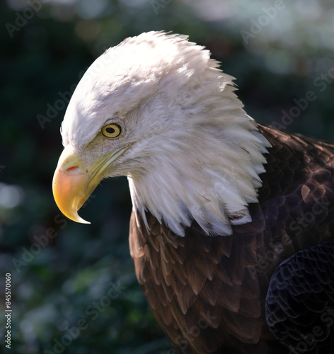 Close-up American Bald Eagle Head and Eye