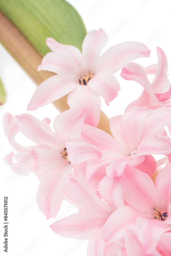 Fototapeta premium Pink hyacinth flowers on a white background close up