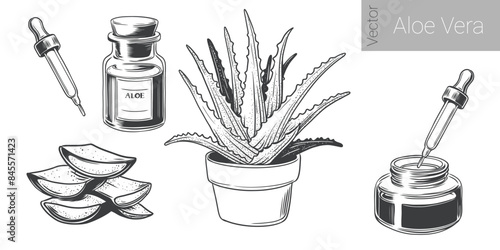 Aloe vera set. Leaves of Plant, aloe bush and lotion in jar with pipette. Hand drawn Vintage ink sketch for label, advertisement, typography or banner, poster. Monochrome black and white vector