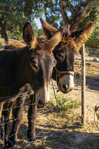 Brown Catalan donkey in a beige bridle with long hair on his ears