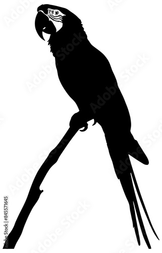 Silhouette of a macaw parrot on a branch 