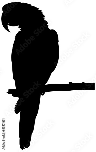 silhouette of a macaw parrot on a branch from behind, isolated 