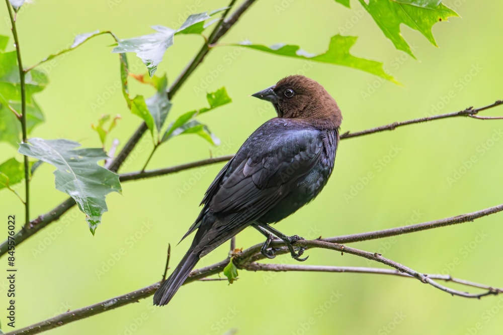 Obraz premium Cowbird