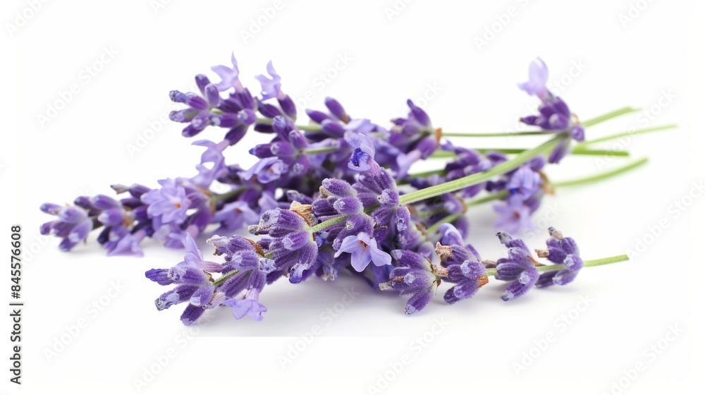Lavender Flowers Close-up, Generative AI Lavender Flowers Close-up, Generative AI