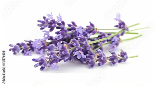 Lavender Flowers Close-up, Generative AI