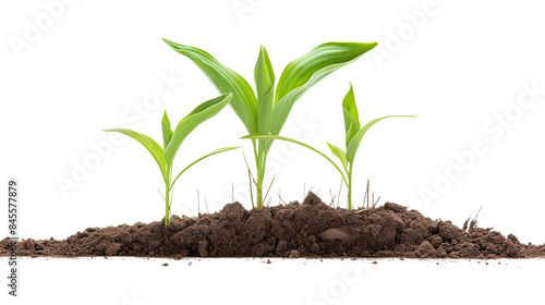 Wallpaper Mural Photograph of a single corn sprout, its sturdy stalk rising from a bed of fertile soil, its leaves unfurling towards the sunlight, illustrating the sustainable growth cycle Torontodigital.ca