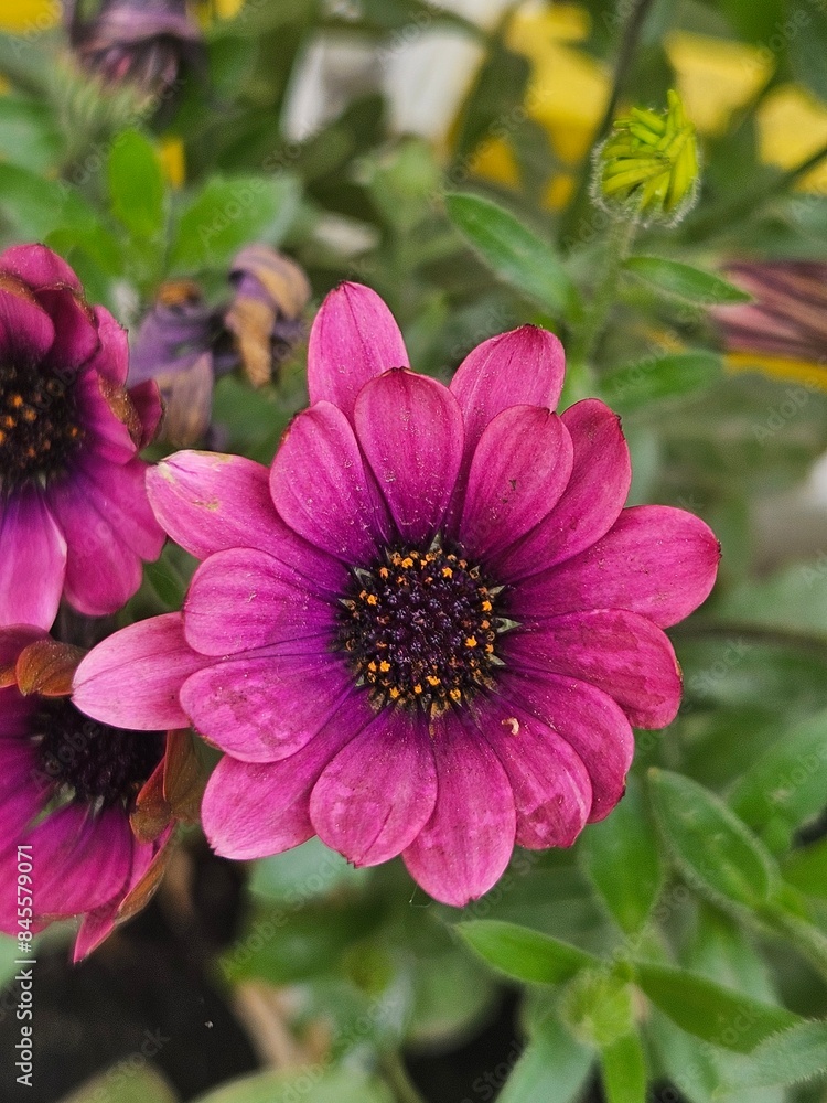 Obraz premium A beautiful close up variety of colorful flower blossoms, beautiful flowers in the garden. violet flowers in the garden