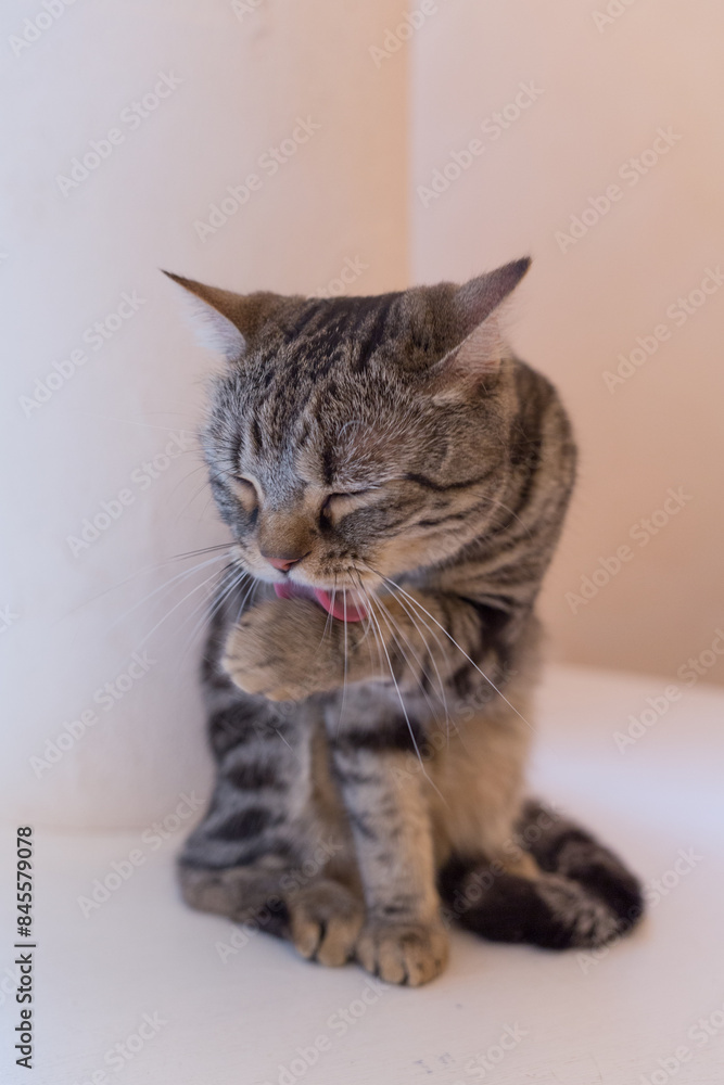 Obraz premium 毛づくろいをする猫（アメリカンショートヘア）