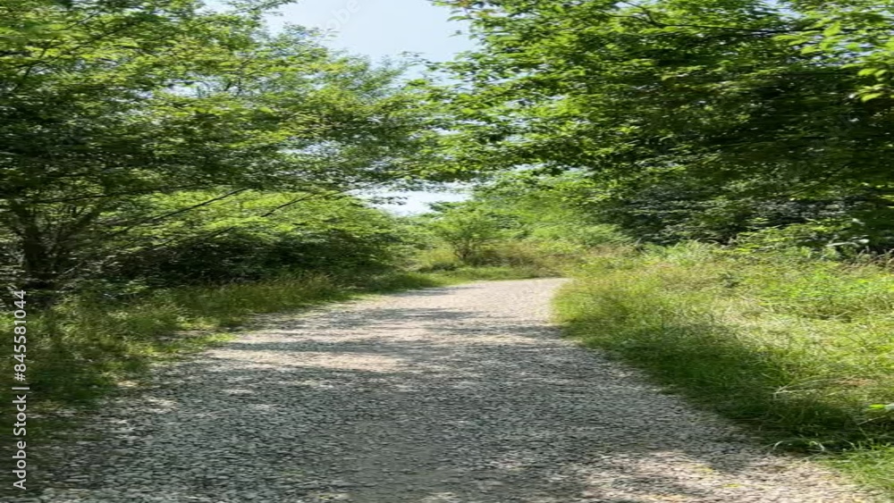 Walking along a sandy road among trees and grass on a sunny day. Vertical video of a walk. Skałki Twardowskiego w Krakowie Walking along a sandy road among trees and grass on a sunny day. Vertical video of a walk. Skałki Twardowskiego w Krakowie