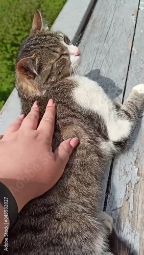 A woman's hand with a manicure strokes a gray-white cat lying on a wooden surface. Vertical video of a cat. Merisi, Georgia photo