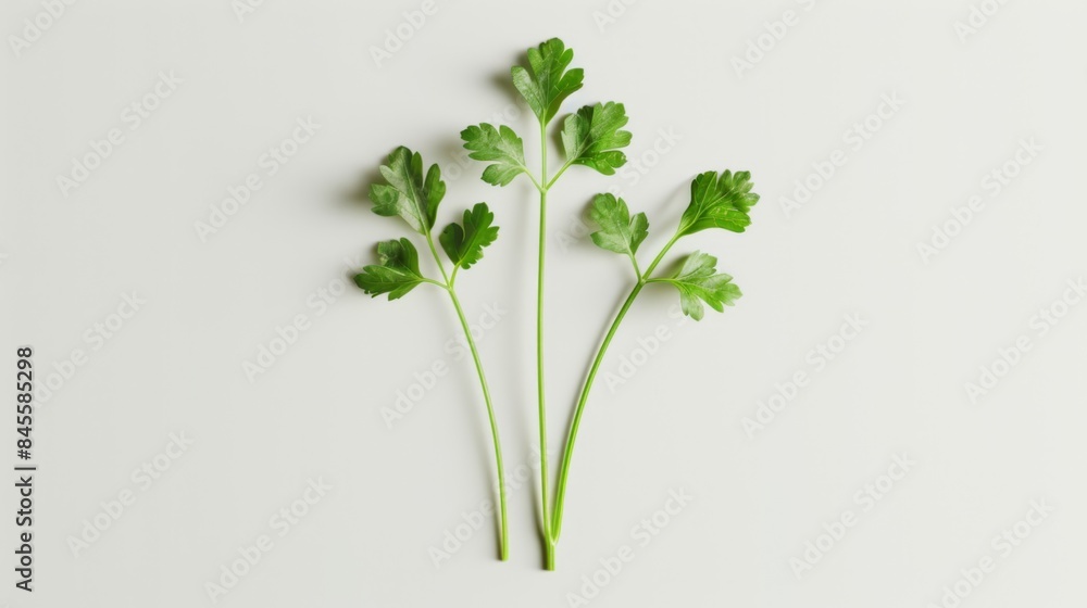 Fresh Parsley Leaves Generative AI Fresh Parsley Leaves Generative AI
