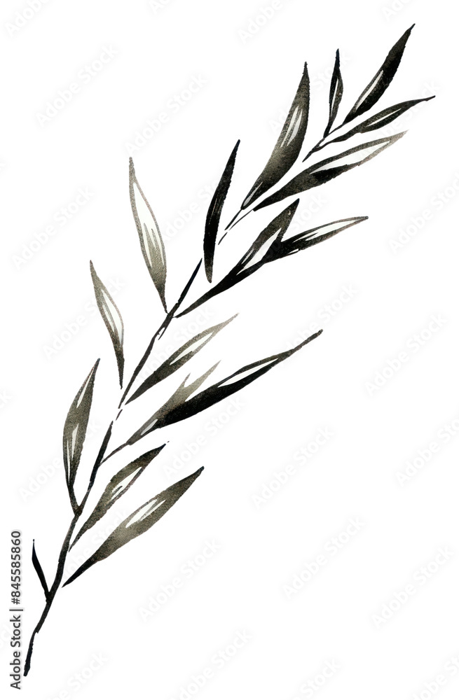 PNG Rosemary drawing sketch plant. PNG Rosemary drawing sketch plant.