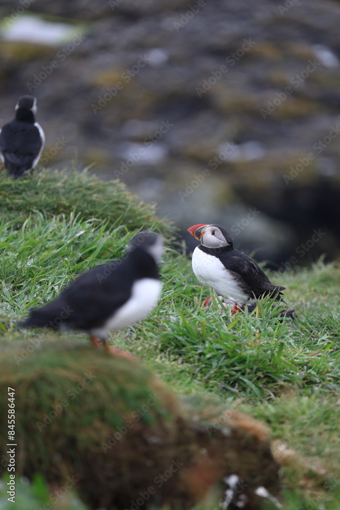Obraz premium atlantic puffin or common puffin