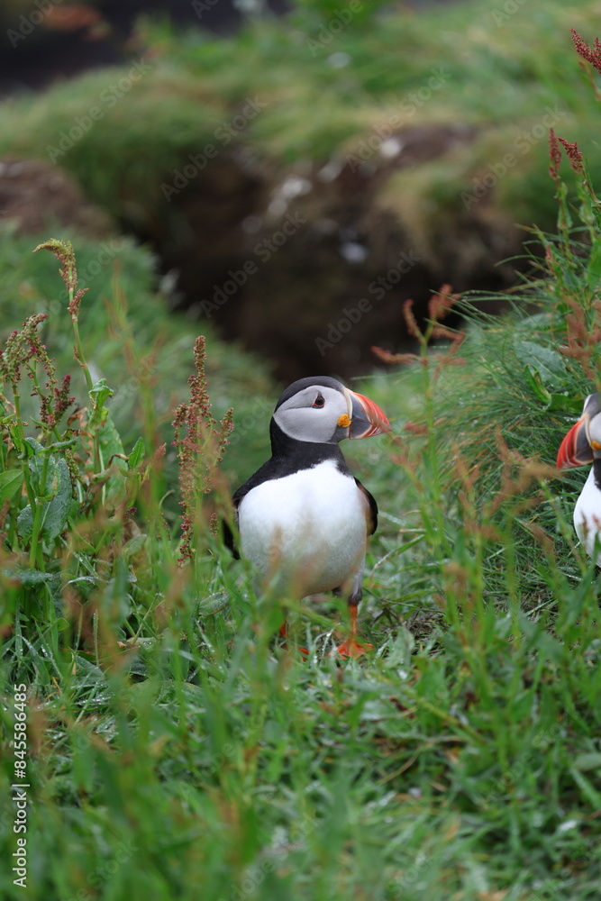 atlantic puffin or common puffin atlantic puffin or common puffin