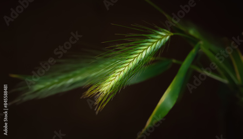 Spikelets of grass. Drying spikelets of grass close-up on a dark background