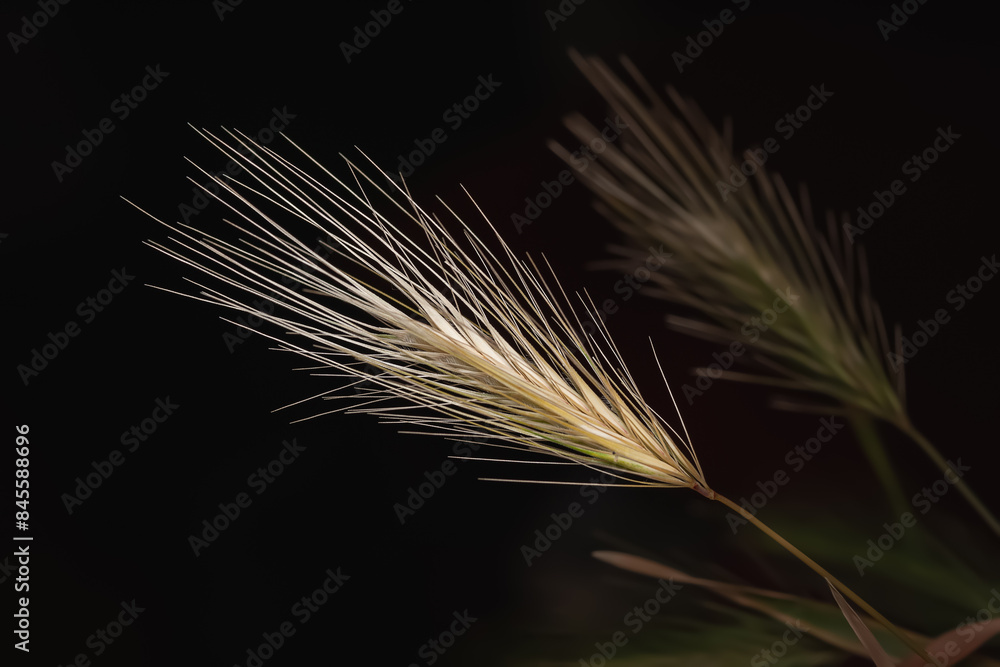 Fototapeta premium Spikelets of grass. Drying grass spikelets close-up on a dark background
